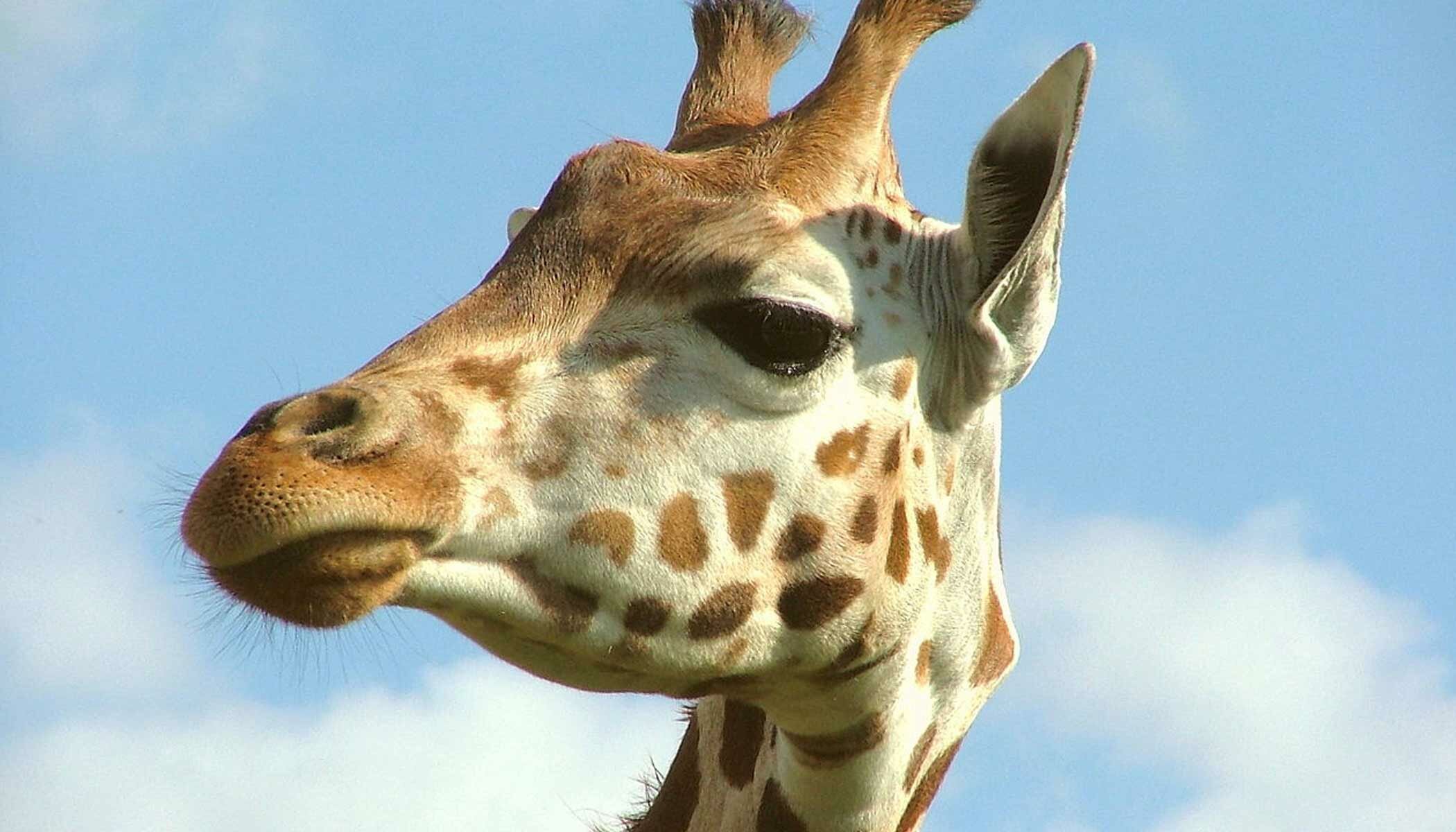 WhipsnadeZoo
